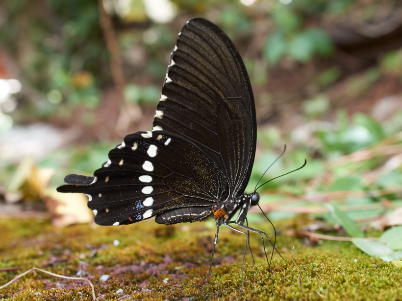 Papilio polytes. 24 августа 2013г., тематический парк «Okinawa World»